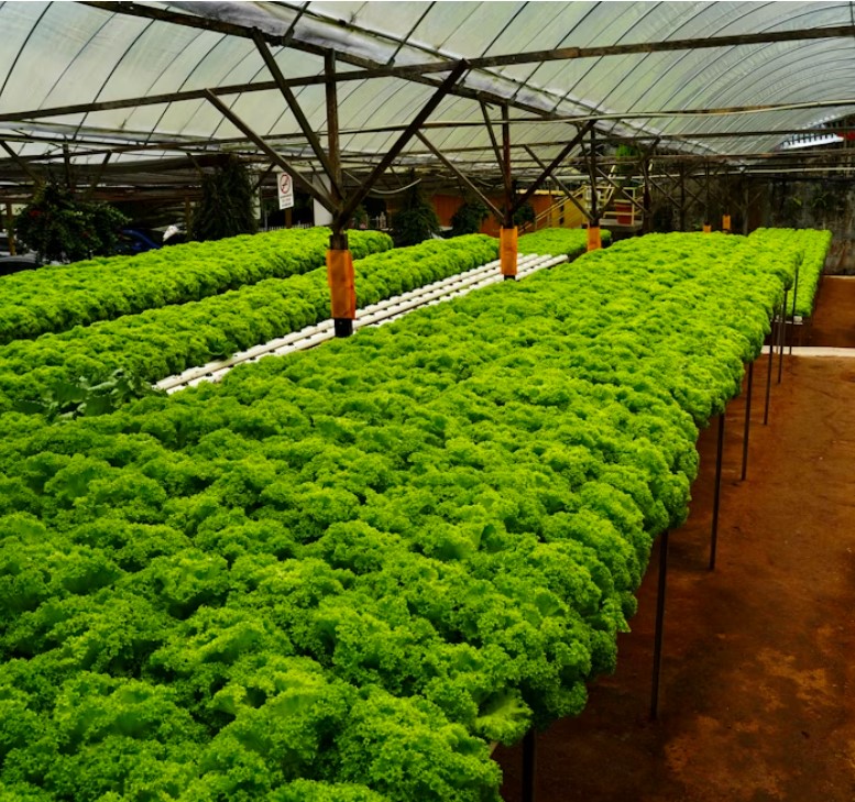 Aeroponic Growing System