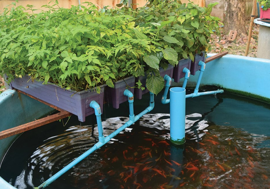 Aquaponic Farming System