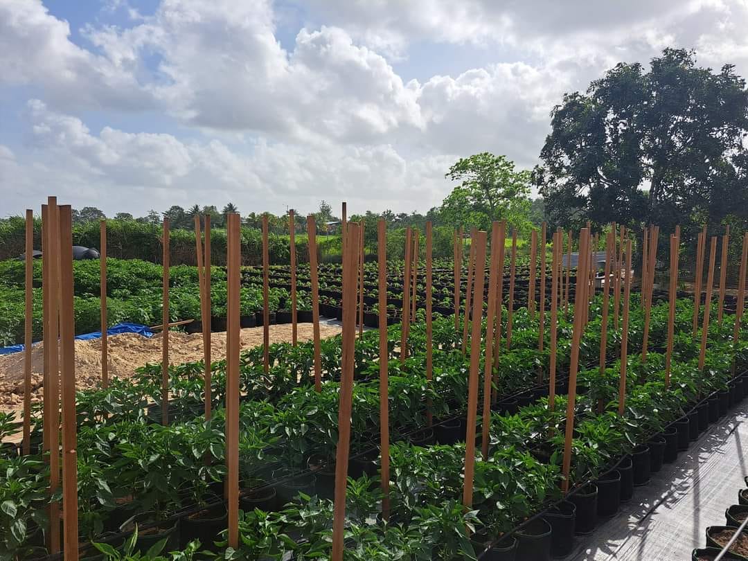 Community Garden Development