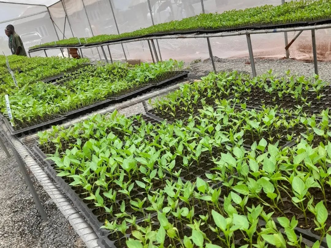 Hydroponic Growing System