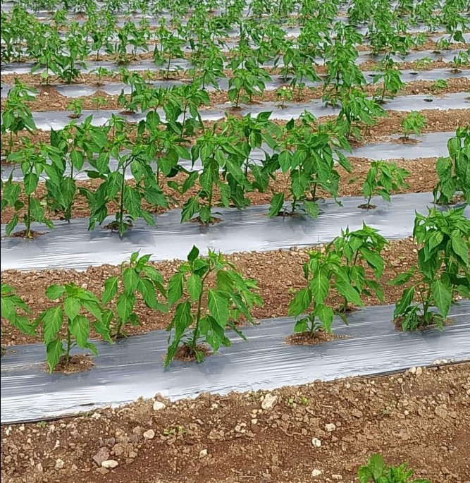 Farm Setup and Consultation